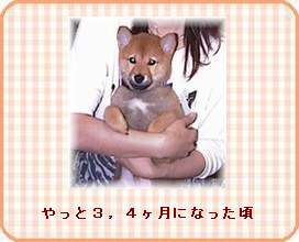 ���ꂳ��ɕ�����