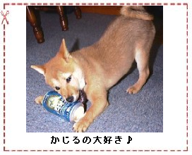 ������̑�D��