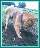 ��D���Ȕ�